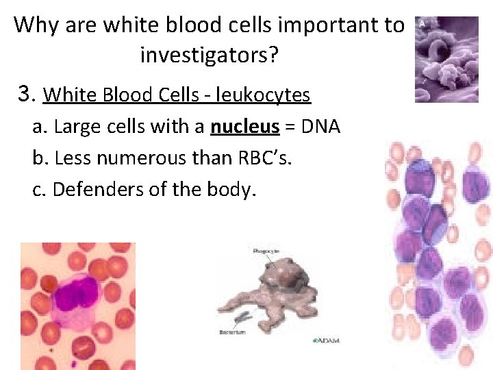 Why are white blood cells important to investigators? 3. White Blood Cells - leukocytes