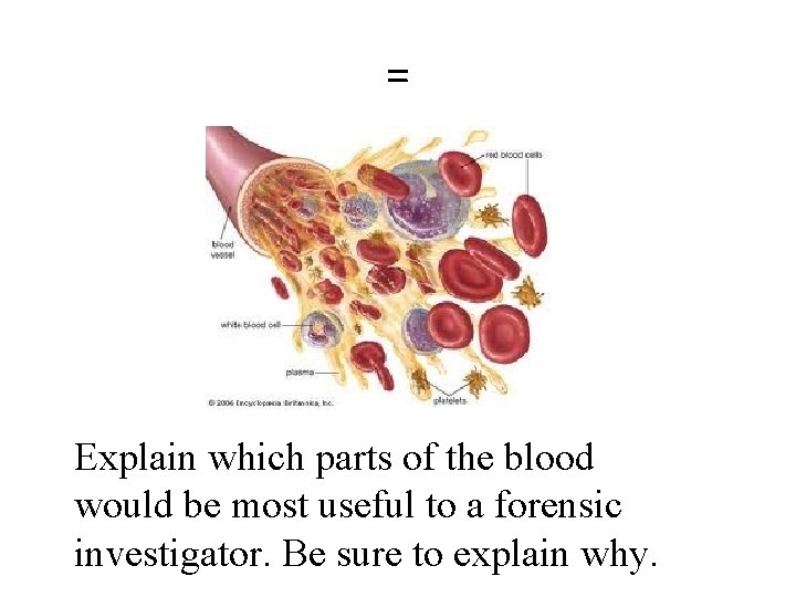 = Explain which parts of the blood would be most useful to a forensic