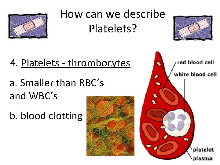 How can we describe Platelets? 4. Platelets - thrombocytes a. Smaller than RBC’s and