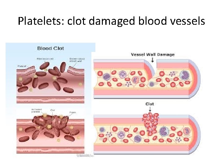 Platelets: clot damaged blood vessels 