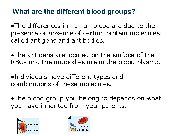 What are the different blood groups? • The differences in human blood are due