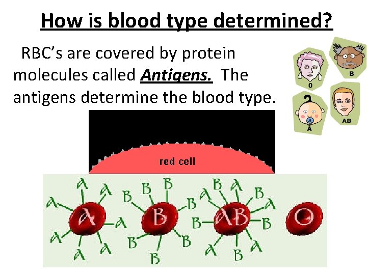 How is blood type determined? RBC’s are covered by protein molecules called Antigens. The