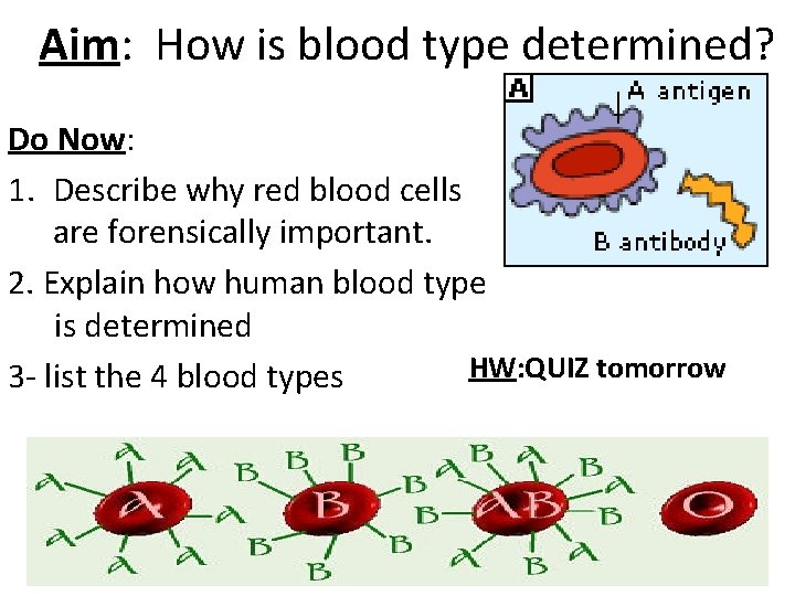 Aim: How is blood type determined? Do Now: 1. Describe why red blood cells