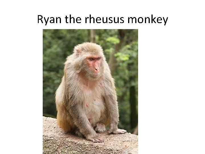 Ryan the rheusus monkey 