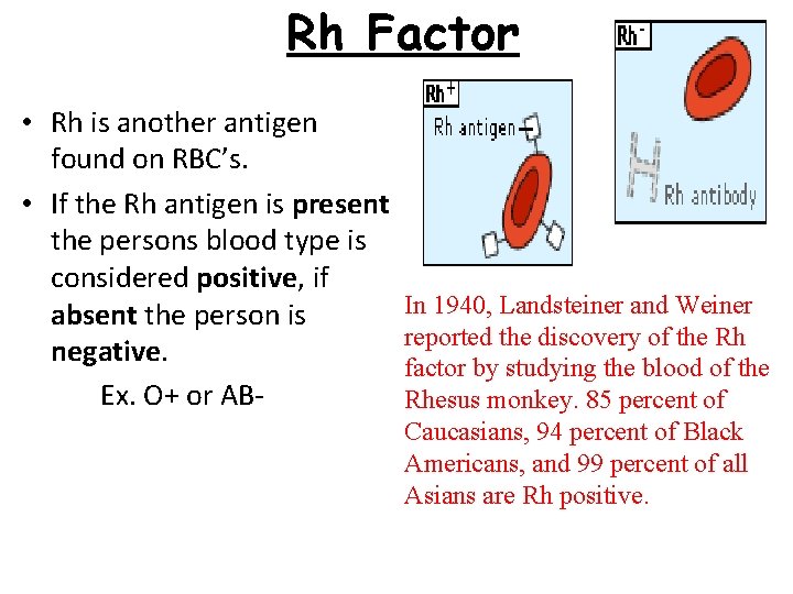 Rh Factor • Rh is another antigen found on RBC’s. • If the Rh