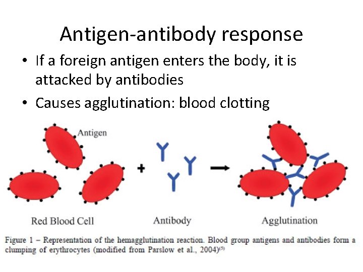 Antigen-antibody response • If a foreign antigen enters the body, it is attacked by