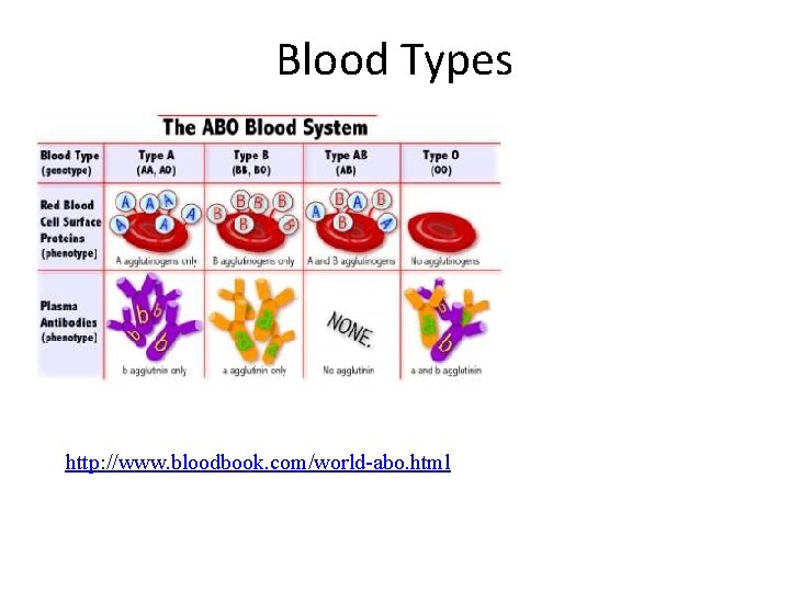 Blood Types http: //www. bloodbook. com/world-abo. html 