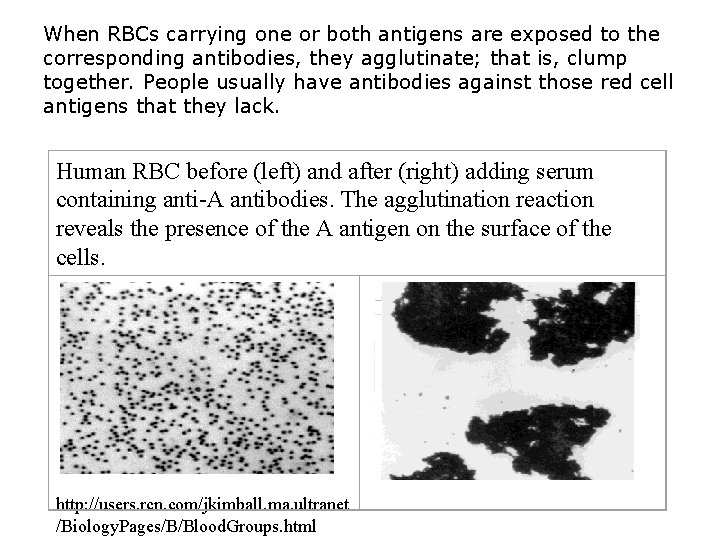 When RBCs carrying one or both antigens are exposed to the corresponding antibodies, they