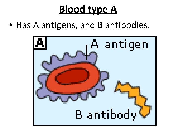Blood type A • Has A antigens, and B antibodies. 