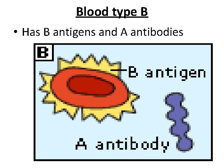 Blood type B • Has B antigens and A antibodies 