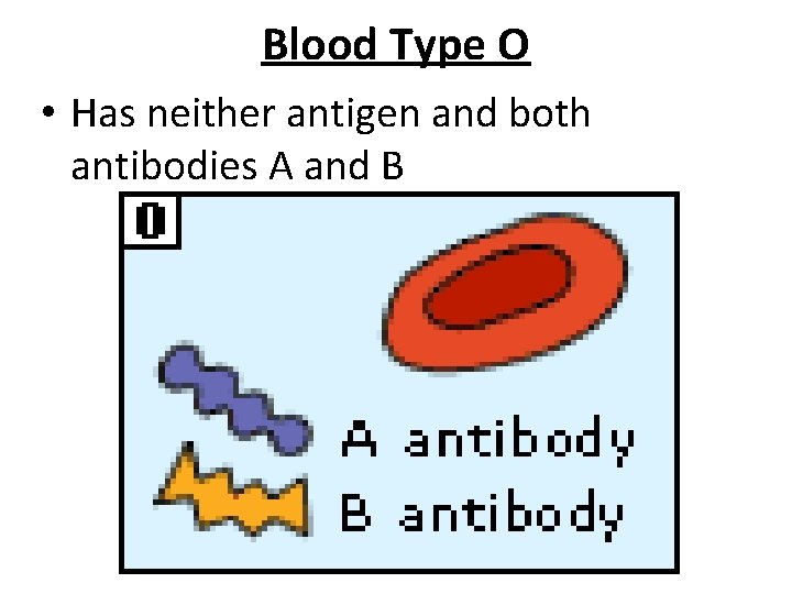 Blood Type O • Has neither antigen and both antibodies A and B 