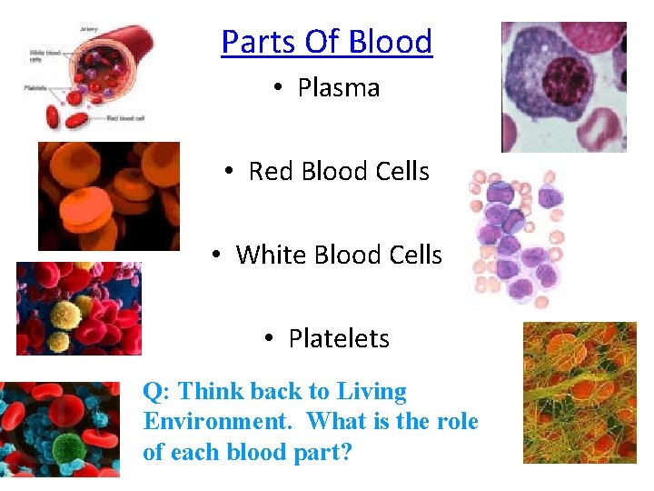 Parts Of Blood • Plasma • Red Blood Cells • White Blood Cells •