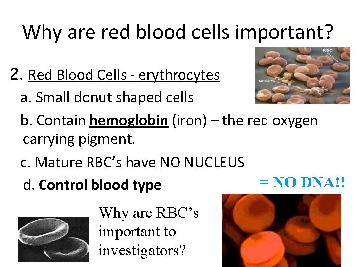 Why are red blood cells important? 2. Red Blood Cells - erythrocytes a. Small