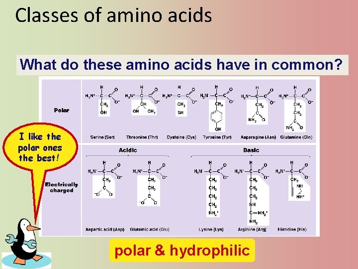 Classes of amino acids What do these amino acids have in common? I like