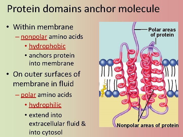 Protein domains anchor molecule • Within membrane – nonpolar amino acids • hydrophobic •