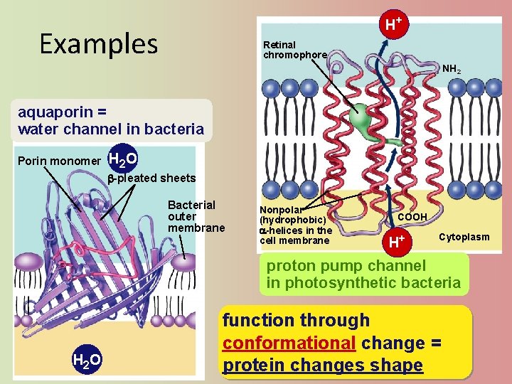 H+ Examples H+ Retinal chromophore NH 2 aquaporin = water channel in bacteria Porin