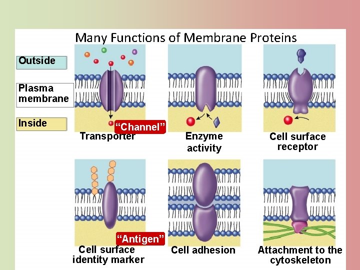 Many Functions of Membrane Proteins Outside Plasma membrane Inside “Channel” Transporter Enzyme activity “Antigen”