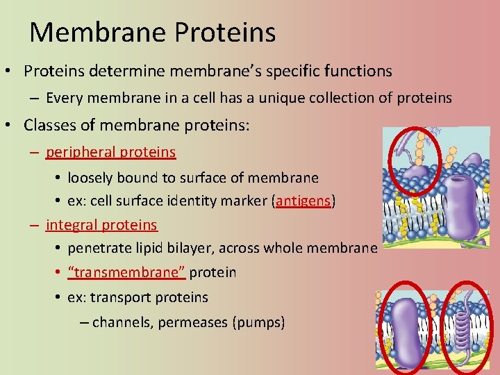 Membrane Proteins • Proteins determine membrane’s specific functions – Every membrane in a cell