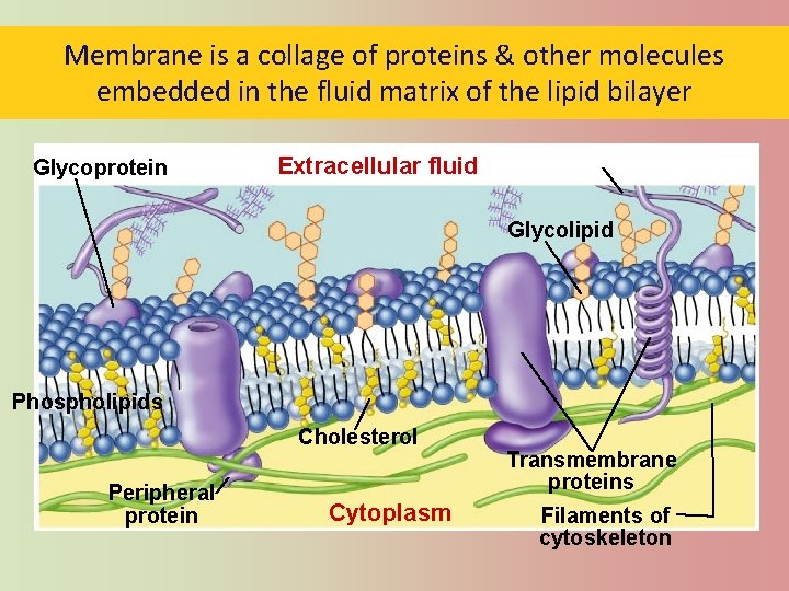 Membrane is a collage of proteins & other molecules embedded in the fluid matrix