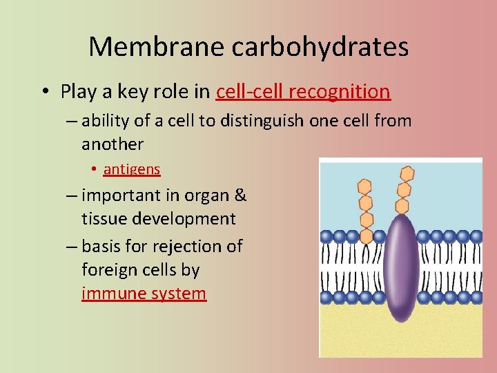Membrane carbohydrates • Play a key role in cell-cell recognition – ability of a
