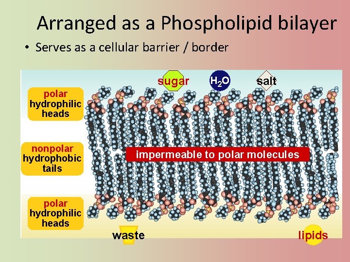 Arranged as a Phospholipid bilayer • Serves as a cellular barrier / border sugar