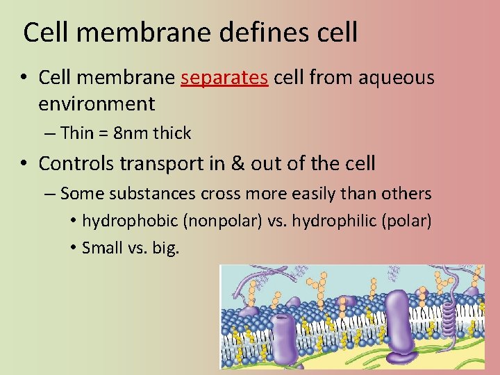 Cell membrane defines cell • Cell membrane separates cell from aqueous environment – Thin