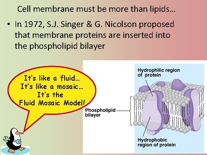 Cell membrane must be more than lipids… • In 1972, S. J. Singer &