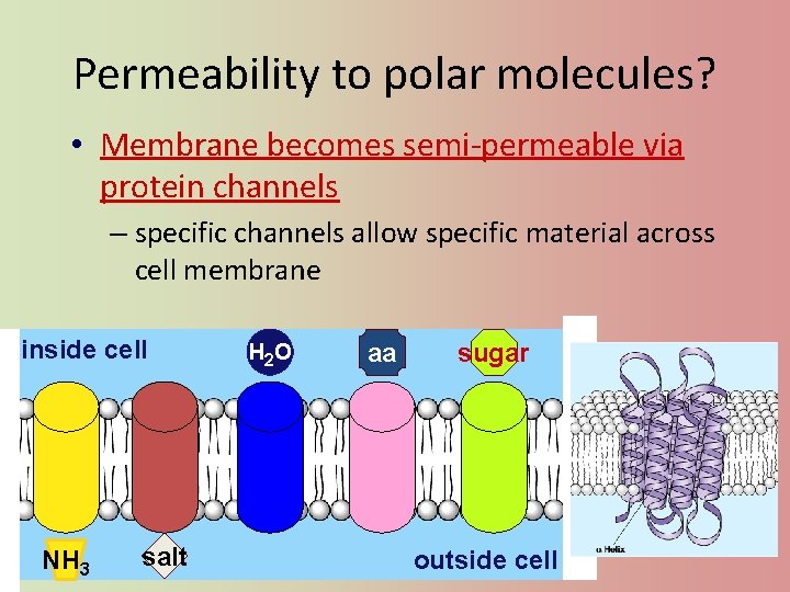 Permeability to polar molecules? • Membrane becomes semi-permeable via protein channels – specific channels