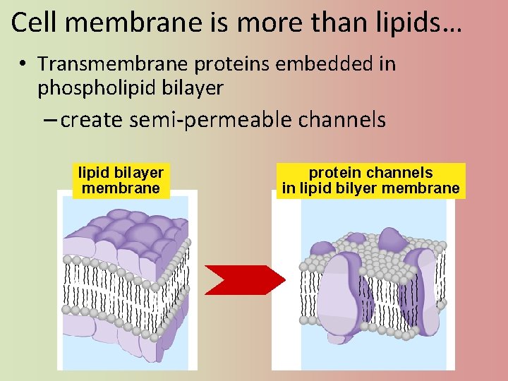 Cell membrane is more than lipids… • Transmembrane proteins embedded in phospholipid bilayer –