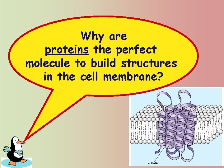 Why are proteins the perfect molecule to build structures in the cell membrane? 2007