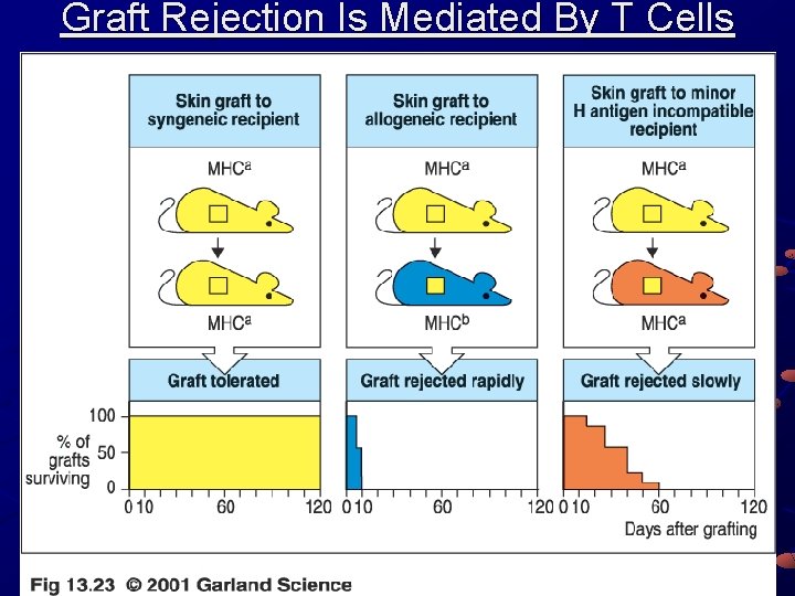 Graft Rejection Is Mediated By T Cells 