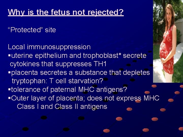 Why is the fetus not rejected? “Protected” site Local immunosuppression §uterine epithelium and trophoblast*