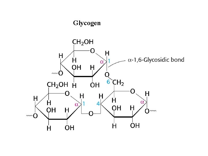 Glycogen 