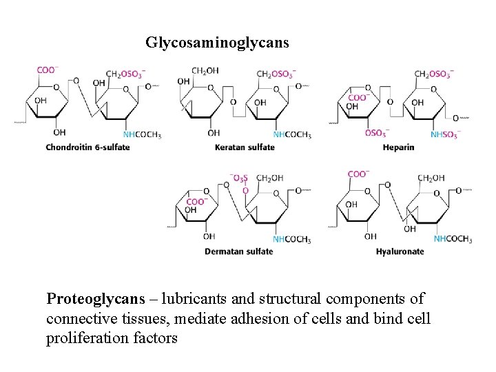 Glycosaminoglycans Proteoglycans – lubricants and structural components of connective tissues, mediate adhesion of cells