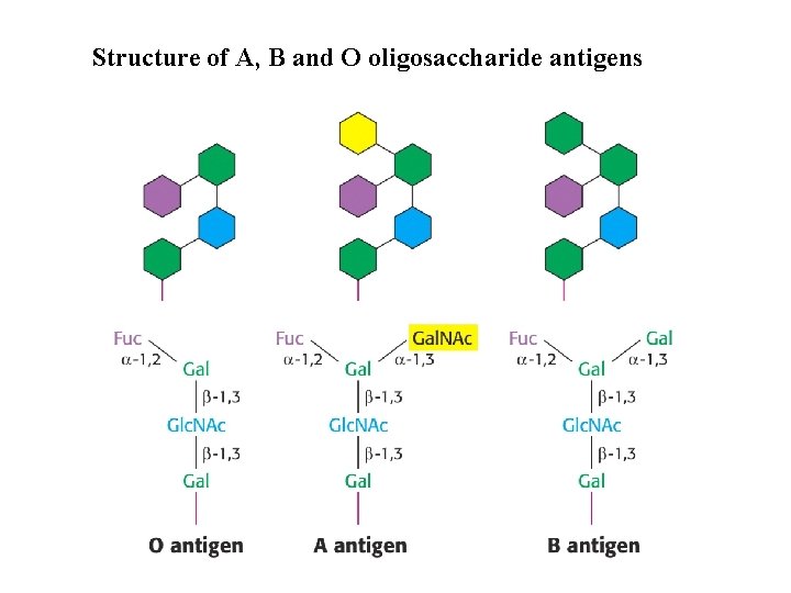Structure of A, B and O oligosaccharide antigens 