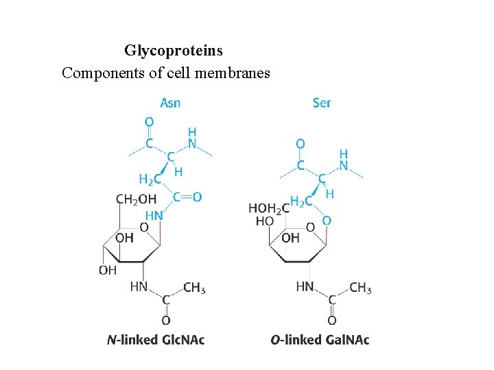 Glycoproteins Components of cell membranes 