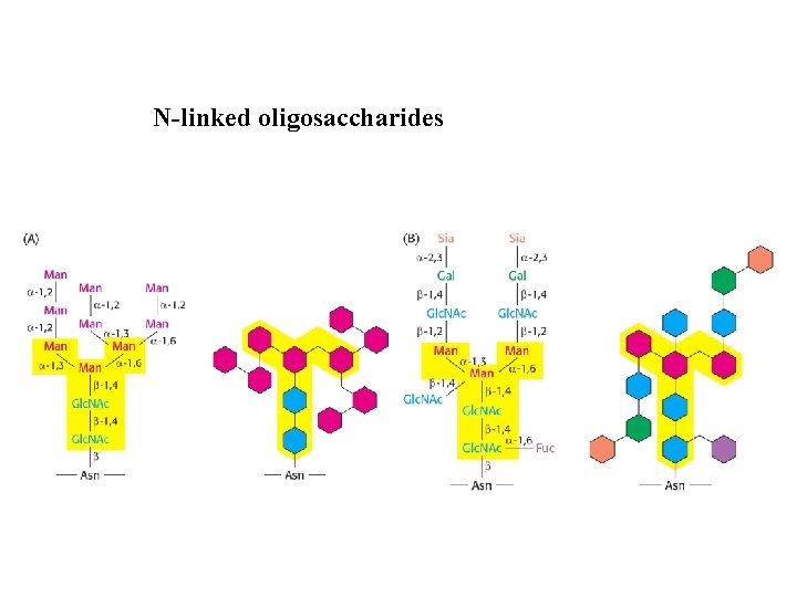 N-linked oligosaccharides 