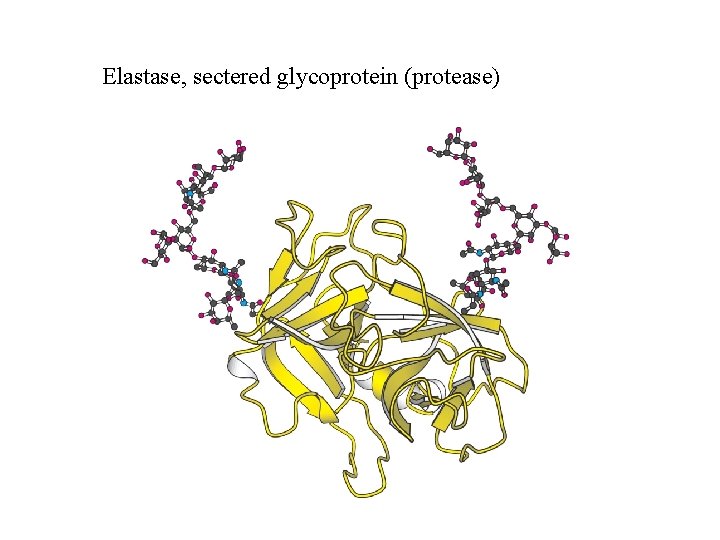 Elastase, sectered glycoprotein (protease) 
