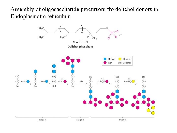 Assembly of oligosaccharide procursors fro dolichol donors in Endoplasmatic retuculum 