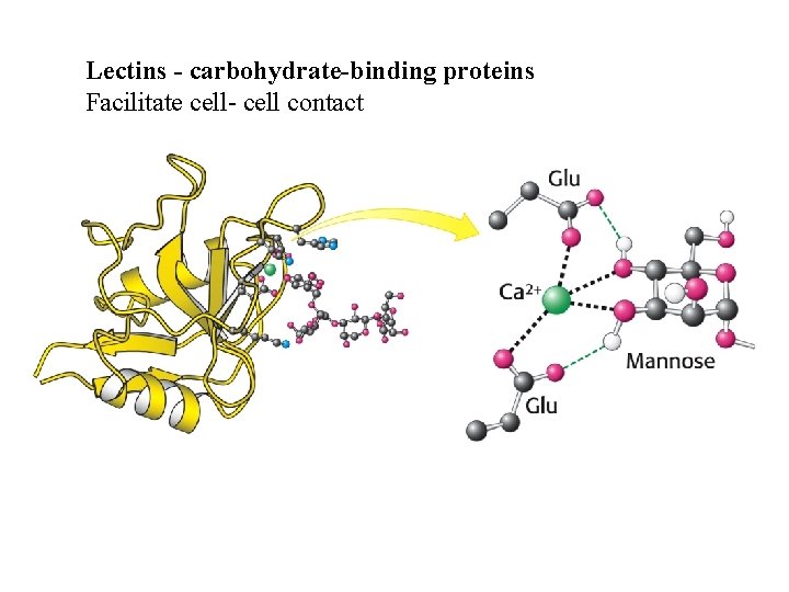 Lectins - carbohydrate-binding proteins Facilitate cell- cell contact 