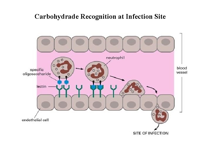 Carbohydrade Recognition at Infection Site 