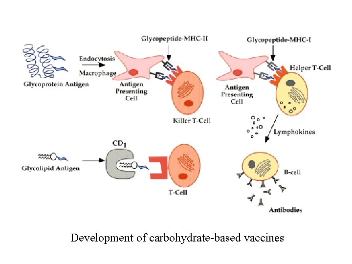Development of carbohydrate-based vaccines 