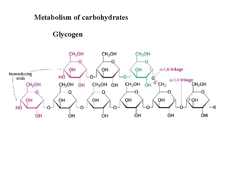 Metabolism of carbohydrates Glycogen 