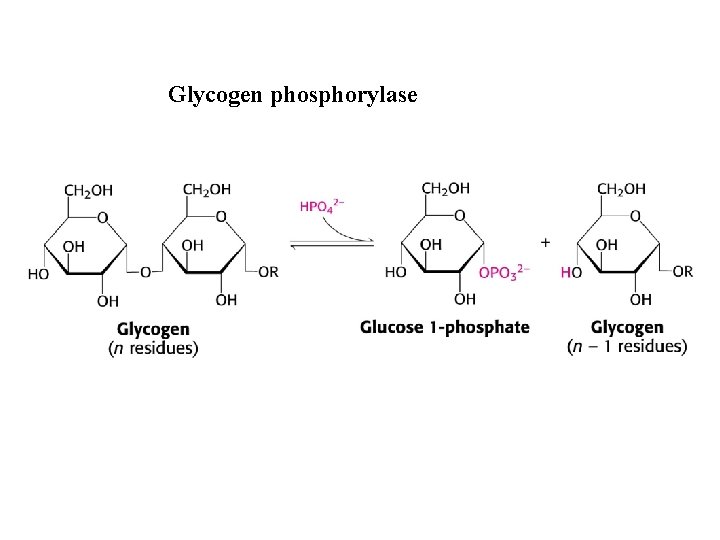 Glycogen phosphorylase 