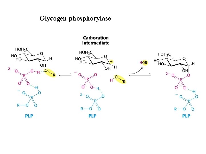 Glycogen phosphorylase 