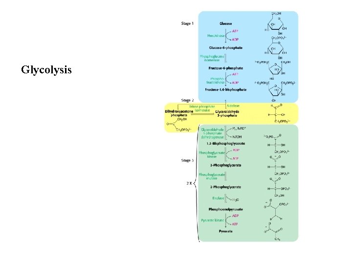 Glycolysis 