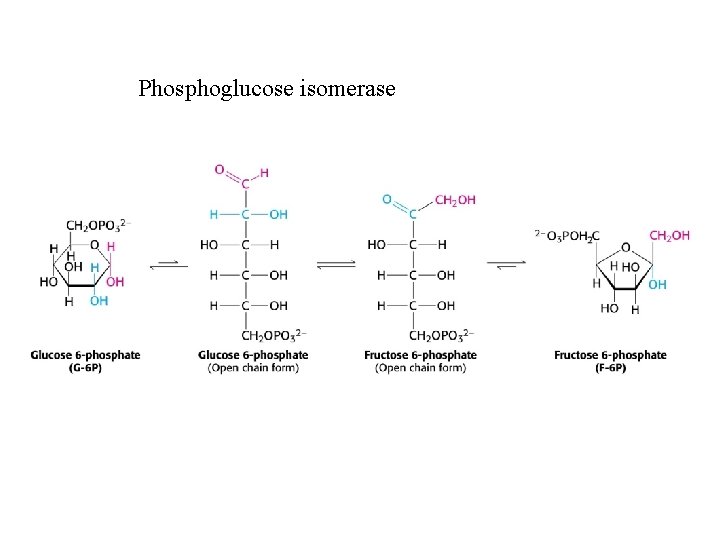 Phosphoglucose isomerase 