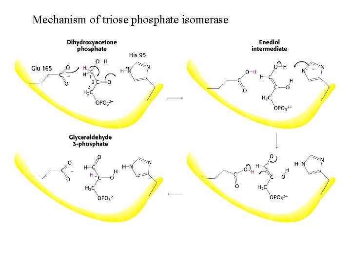 Mechanism of triose phosphate isomerase 