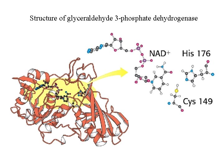 Structure of glyceraldehyde 3 -phosphate dehydrogenase 