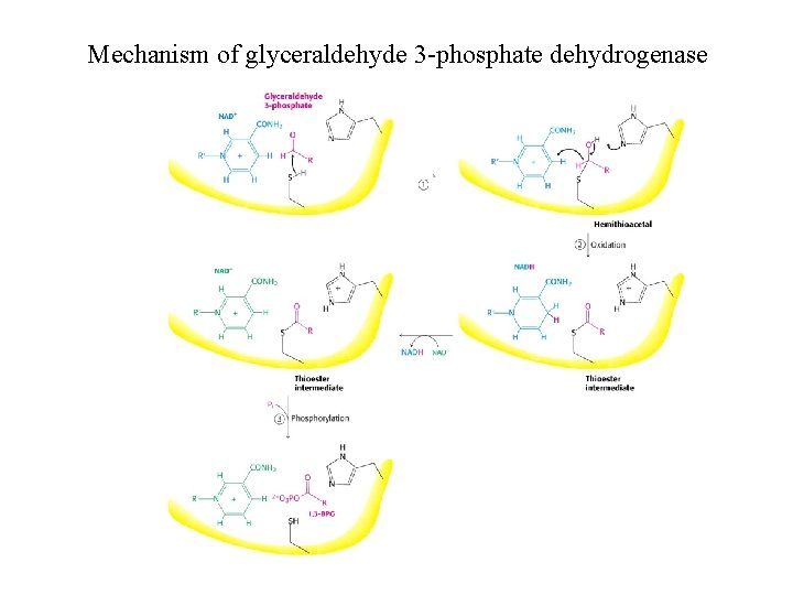 Mechanism of glyceraldehyde 3 -phosphate dehydrogenase 